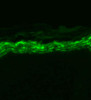 Immunohistochemistry analysis using Mouse Anti-Nav1.7 Sodium Channel Monoclonal Antibody, Clone N68/6 (STMA00088). Tissue: backskin. Species: Mouse. Fixation: Bouin's Fixative and paraffin-embedded. Primary Antibody: Mouse Anti-Nav1.7 Sodium Channel Monoclonal Antibody (STMA00088) at 1:100 for 1 hour at RT. Secondary Antibody: FITC Goat Anti-Mouse (green) at 1:50 for 1 hour at RT.