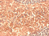 Immunohistochemistry analysis using Mouse Anti-HCN4 Monoclonal Antibody, Clone N114/10 (STMA00091). Tissue: frozen brain section. Species: Mouse. Fixation: 10% Formalin Solution for 12-24 hours at RT. Primary Antibody: Mouse Anti-HCN4 Monoclonal Antibody (STMA00091) at 1:1000 for 1 hour at RT. Secondary Antibody: HRP/DAB Detection System: Biotinylated Goat Anti-Mouse, Streptavidin Peroxidase, DAB Chromogen (brown) for 30 minutes at RT.