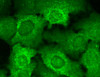 Immunocytochemistry/Immunofluorescence analysis using Mouse Anti-Cav Beta2 Calcium Channel Monoclonal Antibody, Clone S8b-1 (STMA00095). Tissue: HaCaT cells. Species: Human. Fixation: Cold 100% methanol for 10 minutes at -20°C. Primary Antibody: Mouse Anti-Cav Beta2 Calcium Channel Monoclonal Antibody (STMA00095) at 1:100 for 1 hour at RT. Secondary Antibody: FITC Goat Anti-Mouse (green) at 1:50 for 1 hour at RT.