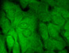 Immunocytochemistry/Immunofluorescence analysis using Mouse Anti-SHANK3 Monoclonal Antibody, Clone S69-46 (STMA00097). Tissue: HaCaT cells. Species: Human. Fixation: Cold 100% methanol for 10 minutes at -20°C. Primary Antibody: Mouse Anti-SHANK3 Monoclonal Antibody (STMA00097) at 1:100 for 1 hour at RT. Secondary Antibody: FITC Goat Anti-Mouse (green) at 1:50 for 1 hour at RT. Localization: Borderline positive.
