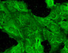 Immunocytochemistry/Immunofluorescence analysis using Mouse Anti-GluN2B Monoclonal Antibody, Clone S59-36 (STMA00098). Tissue: HaCaT cells. Species: Human. Fixation: Cold 100% methanol for 10 minutes at -20°C. Primary Antibody: Mouse Anti-GluN2B Monoclonal Antibody (STMA00098) at 1:100 for 1 hour at RT. Secondary Antibody: FITC Goat Anti-Mouse (green) at 1:50 for 1 hour at RT. Localization: Everything positive.