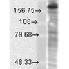 Western Blot analysis of Rat brain membrane lysate showing detection of GluN2B protein using Mouse Anti-GluN2B Monoclonal Antibody, Clone S59-36 (STMA00098). Load: 15 µg. Block: 1.5% BSA for 30 minutes at RT. Primary Antibody: Mouse Anti-GluN2B Monoclonal Antibody (STMA00098) at 1:1000 for 2 hours at RT. Secondary Antibody: Sheep Anti-Mouse IgG: HRP for 1 hour at RT.