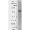Western Blot analysis of Rat brain membrane lysate showing detection of GABA A Receptor protein using Mouse Anti-GABA A Receptor Monoclonal Antibody, Clone N87/25 (STMA00099). Load: 15 µg. Block: 1.5% BSA for 30 minutes at RT. Primary Antibody: Mouse Anti-GABA A Receptor Monoclonal Antibody (STMA00099) at 1:1000 for 2 hours at RT. Secondary Antibody: Sheep Anti-Mouse IgG: HRP for 1 hour at RT.