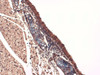 Immunohistochemistry analysis using Mouse Anti-Sodium Iodide Symporter Monoclonal Antibody, Clone 14F (STMA00106). Tissue: Trachea. Species: Mouse. Fixation: 10% Formalin Solution for 12-24 hours at RT. Primary Antibody: Mouse Anti-Sodium Iodide Symporter Monoclonal Antibody (STMA00106) at 1:1000 for 1 hour at RT.