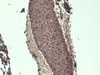 Immunohistochemistry analysis using Mouse Anti-Sodium Iodide Symporter Monoclonal Antibody, Clone 14F (STMA00106). Tissue: Thyroid. Species: Mouse. Fixation: 10% Formalin Solution for 12-24 hours at RT. Primary Antibody: Mouse Anti-Sodium Iodide Symporter Monoclonal Antibody (STMA00106) at 1:1000 for 1 hour at RT.