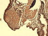 Immunohistochemistry analysis using Mouse Anti-Sodium Iodide Symporter Monoclonal Antibody, Clone 14F (STMA00106). Tissue: Thyroid. Species: Mouse. Fixation: 10% Formalin Solution for 12-24 hours at RT. Primary Antibody: Mouse Anti-Sodium Iodide Symporter Monoclonal Antibody (STMA00106) at 1:1000 for 1 hour at RT.