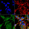 Immunocytochemistry/Immunofluorescence analysis using Mouse Anti-VGLUT2 Monoclonal Antibody, Clone N29/29 (STMA00110). Tissue: Neuroblastoma cell line (SK-N-BE). Species: Human. Fixation: 4% Formaldehyde for 15 min at RT. Primary Antibody: Mouse Anti-VGLUT2 Monoclonal Antibody (STMA00110) at 1:100 for 60 min at RT. Secondary Antibody: Goat Anti-Mouse ATTO 488 at 1:200 for 60 min at RT.
