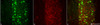 Immunohistochemistry analysis using Mouse Anti-VGLUT1 Monoclonal Antibody, Clone N28/9 (STMA00109). Tissue: spinal cord. Species: Mouse. Fixation: 4% PFA. Primary Antibody: Mouse Anti-VGLUT1 Monoclonal Antibody (STMA00109) at 1:500 for 16 hours at RT. Secondary Antibody: Alexa Fluor 555 Donkey Anti-Mouse (red) at 1:2000 for 2 hours at RT. Counterstain: NeuN neuronal stain (green). Magnification: 20X. Courtesy of: Leilei Wang, Ph.D.