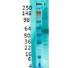 Western Blot analysis of Rat brain membrane lysate showing detection of VGLUT1 protein using Mouse Anti-VGLUT1 Monoclonal Antibody, Clone N28/9 (STMA00109). Primary Antibody: Mouse Anti-VGLUT1 Monoclonal Antibody (STMA00109) at 1:1000.