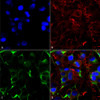 Immunocytochemistry/Immunofluorescence analysis using Mouse Anti-SNAT1 Monoclonal Antibody, Clone N104/32 (STMA00116). Tissue: Neuroblastoma cells (SH-SY5Y). Species: Human. Fixation: 4% PFA for 15 min. Primary Antibody: Mouse Anti-SNAT1 Monoclonal Antibody (STMA00116) at 1:200 for overnight at 4°C with slow rocking. Secondary Antibody: AlexaFluor 488 at 1:1000 for 1 hour at RT.