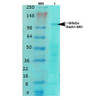 Western Blot analysis of Rat brain membrane lysate showing detection of GluN1 protein using Mouse Anti-GluN1 Monoclonal Antibody, Clone N308/48 (STMA00124). Primary Antibody: Mouse Anti-GluN1 Monoclonal Antibody (STMA00124) at 1:1000.
