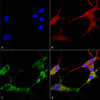 Immunocytochemistry/Immunofluorescence analysis using Mouse Anti-TARP Gamma2/4/8 (Stargazin) Monoclonal Antibody, Clone N245/36 (STMA00130). Tissue: Neuroblastoma cells (SH-SY5Y). Species: Human. Fixation: 4% PFA for 15 min. Primary Antibody: Mouse Anti-TARP Gamma2/4/8 (Stargazin) Monoclonal Antibody (STMA00130) at 1:100 for overnight at 4°C with slow rocking. Secondary Antibody: AlexaFluor 488 at 1:1000 for 1 hour at RT.