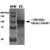 Western Blot analysis of Rat Brain Membrane showing detection of ~100 kDa GluA1-GluR1 protein using Mouse Anti-GluA1 Monoclonal Antibody, Clone N355/1 (STMA00140). Load: 10 µg. Block: 5% milk + TBST. Primary Antibody: Mouse Anti-GluA1 Monoclonal Antibody (STMA00140) at 1:2000 for 1 hour at RT. Secondary Antibody: Goat Anti-Mouse HRP at 1:200 for 1 hour at RT. Predicted/Observed Size: ~100 kDa.