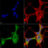 Immunocytochemistry/Immunofluorescence analysis using Mouse Anti-GFAP Monoclonal Antibody, Clone N206A/8 (STMA00141). Tissue: Neuroblastoma cells (SH-SY5Y). Species: Human. Fixation: 4% PFA for 15 min. Primary Antibody: Mouse Anti-GFAP Monoclonal Antibody (STMA00141) at 1:50 for overnight at 4°C with slow rocking. Secondary Antibody: AlexaFluor 488 at 1:1000 for 1 hour at RT.