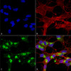 Immunocytochemistry/Immunofluorescence analysis using Mouse Anti-VDAC1 Monoclonal Antibody, Clone N152B/23 (STMA00151). Tissue: Neuroblastoma cells (SH-SY5Y). Species: Human. Fixation: 4% PFA for 15 min. Primary Antibody: Mouse Anti-VDAC1 Monoclonal Antibody (STMA00151) at 1:100 for overnight at 4°C with slow rocking. Secondary Antibody: AlexaFluor 488 at 1:1000 for 1 hour at RT.