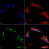 Immunocytochemistry/Immunofluorescence analysis using Mouse Anti-Protocadherin Gamma (pan) Monoclonal Antibody, Clone N159/5 (STMA00149). Tissue: Neuroblastoma cells (SH-SY5Y). Species: Human. Fixation: 4% PFA for 15 min. Primary Antibody: Mouse Anti-Protocadherin Gamma (pan) Monoclonal Antibody (STMA00149) at 1:100 for overnight at 4°C with slow rocking. Secondary Antibody: AlexaFluor 488 at 1:1000 for 1 hour at RT.