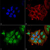 Immunocytochemistry/Immunofluorescence analysis using Mouse Anti-Ataxin 1 Monoclonal Antibody, Clone N76/8 (STMA00150). Tissue: Neuroblastoma cell line (SK-N-BE). Species: Human. Fixation: 4% Formaldehyde for 15 min at RT. Primary Antibody: Mouse Anti-Ataxin 1 Monoclonal Antibody (STMA00150) at 1:100 for 60 min at RT. Secondary Antibody: Goat Anti-Mouse ATTO 488 at 1:200 for 60 min at RT.