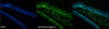 Immunohistochemistry analysis using Mouse Anti-Neuroligin 4 Monoclonal Antibody, Clone N98/7 (STMA00158). Tissue: Dentate Gyrus. Species: Mouse. Fixation: formaldehyde-fixed paraffin embedded. Primary Antibody: Mouse Anti-Neuroligin 4 Monoclonal Antibody (STMA00158) at 1:100. Secondary Antibody: FITC Goat Anti-Mouse (green). Counterstain: DAPI (blue) nuclear stain at 1:1000. Courtesy of: Rachel Reith, NIH/NIMH.