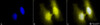 Immunocytochemistry/Immunofluorescence analysis using Rat Anti-HSF1 Monoclonal Antibody, Clone 4B4 (STMA00163). Tissue: Heat Shocked cervical cancer cells (HeLa). Species: Human. Fixation: 2% Formaldehyde for 20 min at RT. Primary Antibody: Rat Anti-HSF1 Monoclonal Antibody (STMA00163) at 1:100 for 12 hours at 4°C. Secondary Antibody: R-PE Goat Anti-Rat (yellow) at 1:200 for 2 hours at RT.