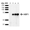 Western Blot analysis of Human Breast adenocarcinoma cell line (MCF7) showing detection of ~65 kDa HSF1 protein using Rat Anti-HSF1 Monoclonal Antibody, Clone 4B4 (STMA00163). Lane 1: MW ladder. Lane 2: HSF1 null lysate prepared from mouse embryonic fibroblasts. Lane 3: MCF7 lysate (5 µg). Lane 4: MCF7 lysate (10 µg). Lane 5: MCF7 lysate (20 µg). Block: 1.5% BSA for 30 minutes at RT.