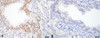 Immunohistochemistry analysis using Rat Anti-HSF1 Monoclonal Antibody, Clone 4B4 (STMA00163). Tissue: Lung. Species: Mouse. Fixation: 10% Formalin Solution for 20 hours at RT. Primary Antibody: Rat Anti-HSF1 Monoclonal Antibody (STMA00163) at 1:1000 for 40 min. Secondary Antibody: Dako labeled Polymer HRP Anti-rat IgG, DAB Chromogen (brown) (Dako Envision+ System) for 30 min at RT.