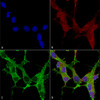 Immunocytochemistry/Immunofluorescence analysis using Mouse Anti-beta 4 Spectrin Monoclonal Antibody, Clone N393/2 (STMA00165). Tissue: Neuroblastoma cells (SH-SY5Y). Species: Human. Fixation: 4% PFA for 15 min. Primary Antibody: Mouse Anti-beta 4 Spectrin Monoclonal Antibody (STMA00165) at 1:100 for overnight at 4°C with slow rocking. Secondary Antibody: AlexaFluor 488 at 1:1000 for 1 hour at RT.