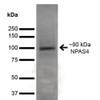 Western Blot analysis of Rat Brain showing detection of ~90 kDa NPAS4 protein using Mouse Anti-NPAS4 Monoclonal Antibody, Clone N408/79 (STMA00172). Lane 1: MW Ladder. Lane 2: Rat Brain. Load: 20 µg. Block: 2% GE Healthcare Blocker for 1 hour at RT. Primary Antibody: Mouse Anti-NPAS4 Monoclonal Antibody (STMA00172) at 1:1000 for 16 hours at 4°C. Secondary Antibody: Goat Anti-Mouse IgG: HRP at 1:200 for 1 hour at RT.