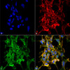Immunocytochemistry/Immunofluorescence analysis using Mouse Anti-Citrulline Monoclonal Antibody, Clone 6C2.1 (STMA00174). Tissue: Embryonic kidney epithelial cell line (HEK293). Species: Human. Fixation: 5% Formaldehyde for 5 min. Primary Antibody: Mouse Anti-Citrulline Monoclonal Antibody (STMA00174) at 1:50 for 30-60 min at RT. Secondary Antibody: Goat Anti-Mouse Alexa Fluor 488 at 1:1500 for 30-60 min at RT.