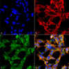 Immunocytochemistry/Immunofluorescence analysis using Mouse Anti-O-GlcNAc Monoclonal Antibody, Clone 9H6 (STMA00175). Tissue: Embryonic kidney epithelial cell line (HEK293). Species: Human. Fixation: 5% Formaldehyde for 5 min. Primary Antibody: Mouse Anti-O-GlcNAc Monoclonal Antibody (STMA00175) at 1:50 for 30-60 min at RT. Secondary Antibody: Goat Anti-Mouse Alexa Fluor 488 at 1:1500 for 30-60 min at RT.