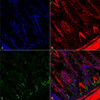 Immunohistochemistry analysis using Mouse Anti-O-GalNAc Monoclonal Antibody, Clone 9B9 (STMA00176). Tissue: colon. Species: Mouse. Fixation: Formalin fixed, paraffin embedded. Primary Antibody: Mouse Anti-O-GalNAc Monoclonal Antibody (STMA00176) at 1:25 for 1 hour at RT. Secondary Antibody: Goat Anti-Mouse: Alexa Fluor 488. Counterstain: Actin-binding Phalloidin-Alexa Fluor 633; DAPI (blue) nuclear stain. Magnification: 63X.