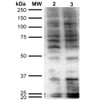Western Blot analysis of Human Cervical cancer cell line (HeLa) lysate showing detection of Hexanoyl-Lysine adduct protein using Mouse Anti-Hexanoyl-Lysine adduct Monoclonal Antibody, Clone 5D9 (STMA00179). Lane 1: Molecular Weight Ladder (MW). Lane 2: HeLa cell lysate. Lane 3: H2O2 treated HeLa cell lysate. Load: 12 µg. Block: 5% Skim Milk in TBST.