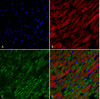 Immunohistochemistry analysis using Mouse Anti-Hexanoyl-Lysine adduct Monoclonal Antibody, Clone 5E8 (STMA00180). Tissue: Heart. Species: Rat. Fixation: Formalin fixed, paraffin embedded. Primary Antibody: Mouse Anti-Hexanoyl-Lysine adduct Monoclonal Antibody (STMA00180) at 1:26 for 2 hour at RT. Secondary Antibody: Goat Anti-Mouse IgG: Alexa Fluor 489. Counterstain: DAPI (blue) nuclear stain. Magnification: 63X. (A) DAPI (blue) nuclear stain.