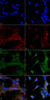 Immunocytochemistry/Immunofluorescence analysis using Mouse Anti-4-Hydroxy-2-hexenal Monoclonal Antibody, Clone 6F10 (STMA00181). Tissue: Embryonic kidney epithelial cell line (HEK293). Species: Human. Fixation: 5% Formaldehyde for 5 min. Primary Antibody: Mouse Anti-4-Hydroxy-2-hexenal Monoclonal Antibody (STMA00181) at 1:400 for 30-60 min at RT. Secondary Antibody: Goat Anti-Mouse Alexa Fluor 488 at 1:1500 for 30-60 min at RT.