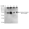 Western Blot analysis of 4-hydroxy-2-hexanal-BSA Conjugate showing detection of 67 kDa 4-hydroxy-2-hexenal protein using Mouse Anti-4-hydroxy-2-hexenal Monoclonal Antibody, Clone 6F10 (STMA00181). Lane 1: Molecular Weight Ladder (MW). Lane 2: BSA (0.5 µg). Lane 3: 4-hydroxyl nonenal-BSA (0.5 µg). Lane 4: 4-hydroxy nonenal-BSA (2.0 µg). Lane 5: 4-hydroxy-2-hexenal (0.5 µg). Lane 6: 4-hydroxy-2-hexenal (2.0 µg). Block: 5% Skim Milk in TBST.