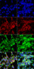 Immunocytochemistry/Immunofluorescence analysis using Mouse Anti-Methylglyoxal Monoclonal Antibody, Clone 9E7 (STMA00186). Tissue: Embryonic kidney epithelial cell line (HEK293). Species: Human. Fixation: 5% Formaldehyde for 5 min. Primary Antibody: Mouse Anti-Methylglyoxal Monoclonal Antibody (STMA00186) at 1:50 for 30-60 min at RT. Secondary Antibody: Goat Anti-Mouse Alexa Fluor 488 at 1:1500 for 30-60 min at RT.