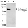 Western Blot analysis of Methylglyoxal-BSA Conjugate showing detection of 67 kDa Methylglyoxal protein using Mouse Anti-Methylglyoxal Monoclonal Antibody, Clone 9E7 (STMA00186). Lane 1: Molecular Weight Ladder (MW). Lane 2: Methylglyoxal-BSA. Lane 3: BSA. Load: 0.5 µg. Block: 5% Skim Milk in TBST. Primary Antibody: Mouse Anti-Methylglyoxal Monoclonal Antibody (STMA00186) at 1:1000 for 2 hours at RT.