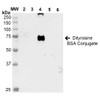 Western Blot analysis of Dityrosine-BSA Conjugate showing detection of 67 kDa Dityrosine protein using Mouse Anti-Dityrosine Monoclonal Antibody, Clone 7D4 (STMA00188). Lane 1: Molecular Weight Ladder (MW). Lane 2: BSA. Lane 3: 3,5-Dibromotyrosine-BSA. Lane 4: Dityrosine-BSA. Lane 5: Bromotyrosine-BSA. Lane 6: 7-ketocholesterol-BSA. Load: 1 µg. Block: 5% Skim Milk in TBST.