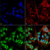 Immunocytochemistry/Immunofluorescence analysis using Mouse Anti-Alpha Synuclein Monoclonal Antibody, Clone 3F8 (STMA00193). Tissue: Neuroblastoma cell line (SK-N-BE). Species: Human. Fixation: 4% Formaldehyde for 15 min at RT. Primary Antibody: Mouse Anti-Alpha Synuclein Monoclonal Antibody (STMA00193) at 1:100 for 60 min at RT. Secondary Antibody: Goat Anti-Mouse ATTO 488 at 1:200 for 60 min at RT.