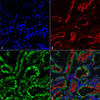 Immunohistochemistry analysis using Mouse Anti-KDEL Monoclonal Antibody, Clone 2C1 (STMA00195). Tissue: kidney. Species: Rat. Fixation: Formalin fixed, paraffin embedded. Primary Antibody: Mouse Anti-KDEL Monoclonal Antibody (STMA00195) at 1:25 for 1 hour at RT. Secondary Antibody: Goat Anti-Mouse IgG: Alexa Fluor 488. Counterstain: Actin-binding Phalloidin-Alexa Fluor 633; DAPI (blue) nuclear stain. Magnification: 63X.