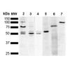Western Blot analysis of Human Cervical cancer cell line (HeLa) lysate showing detection of Multiple KDEL protein using Mouse Anti-KDEL Monoclonal Antibody, Clone 2C1 (STMA00195). Lane 1: Molecular Weight Ladder (MW). Lane 2: Anti-KDEL (STMA00195). Lane 3: Anti-KDEL control (STPA00008). Lane 4: Anti-PDI control (STPA00010). Lane 5: Anti-Calreticulin control (STPA00017). Lane 6: Anti-GRP78 control (STPA00006). Lane 7: Anti-GRP94 control.