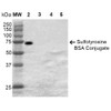 Western Blot analysis of Sulfotyrosine-BSA Conjugate showing detection of 67 kDa Sulfotyrosine protein using Mouse Anti-Sulfotyrosine Monoclonal Antibody, Clone 12B11 (STMA00190). Lane 1: Molecular Weight Ladder (MW). Lane 2: Sulfotyrosine-BSA. Lane 3: Tyrosine-BSA. Lane 4: Phosphotyrosine-BSA. Lane 5: BSA. Load: 2 µg. Block: 5% Skim Milk in TBST.