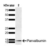 Western Blot analysis of Rat brain showing detection of Parvalbumin protein using Mouse Anti-Parvalbumin Monoclonal Antibody, Clone C12 (STMA00205). Load: 15 ug. Primary Antibody: Mouse Anti-Parvalbumin Monoclonal Antibody (STMA00205) at 1:500 for 2 hours at RT with shaking. Secondary Antibody: Goat anti-mouse IgG:HRP at 1:4000 for 1 hour at RT with shaking. Color Development: Chemiluminescent for HRP (Moss) for 5 min in RT.