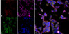 Immunocytochemistry/Immunofluorescence analysis using Mouse Anti-Parvalbumin Monoclonal Antibody, Clone C12 (STMA00205). Tissue: Undifferentiated SH-SY5Y. Species: Human. Primary Antibody: Mouse Anti-Parvalbumin Monoclonal Antibody (STMA00205) at 1:250. Secondary Antibody: AlexaFluor 488. Counterstain: phalloidin (Alexa 647, red), beta tubulin (Anti-beta III Tubulin Ab, Alexa 555, magenta) Hoechst (blue).