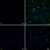 Immunohistochemistry analysis using Rabbit Anti-Tau Monoclonal Antibody, Clone AH36 (STMA00207). Tissue: Brain slice. Species: Mouse. Primary Antibody: Rabbit Anti-Tau Monoclonal Antibody (STMA00207) at 1:500 for Overnight at 4C. Secondary Antibody: Anti-Rabbit IgG: AlexaFluor 488. Counterstain: DAPI at 1:1000 for 5 min. (A) Pons of Non-Tg mouse. (B) Pons of P301SxUBQLN2 Tg mouse. (C) Prefrontal cortex of Non-Tg mouse.