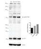 Western Blot analysis of Human iPSC-derived cortical neurons showing detection of Tau protein using Rabbit Anti-Tau Monoclonal Antibody, Clone AH36 (STMA00207). Lane 1: MW ladder. Lane 2: Control (non-disease) line. Lane 2: Ex10+16 tau mutant sample. Lane 3: P301L tau mutant sample. Load: 50ug. Primary Antibody: Rabbit Anti-Tau Monoclonal Antibody (STMA00207) at 1:500 for Overnight. pSer202/pThr205 was detected using STMA00207.