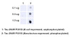 Dot Blot analysis using Rabbit Anti-Tau Monoclonal Antibody, Clone AH36 (STMA00207). Species: E. Coli, Baculovirus. Primary Antibody: Rabbit Anti-Tau Monoclonal Antibody (STMA00207) at 1:500. Secondary Antibody: Goat anti-rabbit IgG:HRP.