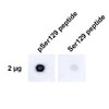 Dot Blot analysis using Rabbit Anti-Alpha Synuclein pSer129 Monoclonal Antibody, Clone J18 (STMA00206). Tissue: alpha synuclein peptide. Primary Antibody: Rabbit Anti-Alpha Synuclein pSer129 Monoclonal Antibody (STMA00206) at 1:500 for 2 hours at RT with shaking. Secondary Antibody: Goat anti-rabbit IgG:HRP at 1:4000 for 1 hour at RT with shaking. Phospho peptide sequence: AYEMP-pS-EEGYQ. Non-phospho peptide sequence: AYEMPSEEGYQ.