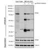 Immunoprecipitation analysis using Mouse Anti-VPS35 Monoclonal Antibody, Clone 5A9 (STMA00209). Tissue: embryonic fibroblast. Species: Mouse. Primary Antibody: Mouse Anti-VPS35 Monoclonal Antibody (STMA00209). Three amounts of STMA00209 (3, 1 and 0.3 ug) were non-covalently coupled to 10uL of A/G sepharose beads for 1 hour at 4°C and next incubated with 250ug of MEF lysate for 2 hours at 4°C.