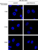 Immunocytochemistry/Immunofluorescence analysis using Mouse Anti-VPS35 Monoclonal Antibody, Clone 10A8 (STMA00211). Tissue: A549 WT, VPS35 KO cells. Species: Human. Primary Antibody: Mouse Anti-VPS35 Monoclonal Antibody (STMA00211). Secondary Antibody: Donkey Anti-Mouse AlexaFluor 594. Clone can detect VPS35 at 1/2000 concentration.
