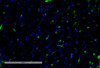 Immunohistochemistry analysis using Mouse Anti-VPS35 Monoclonal Antibody, Clone 8A3 (STMA00210). Tissue: Kidney. Species: Mouse. Primary Antibody: Mouse Anti-VPS35 Monoclonal Antibody (STMA00210) at 1:100 for Overnight at 4C, then 30 min at 37C. Secondary Antibody: Goat Anti-Mouse IgG (H+L): FITC for 45 min at 37C. Counterstain: DAPI for 3 min at RT. Magnification: 20X.
